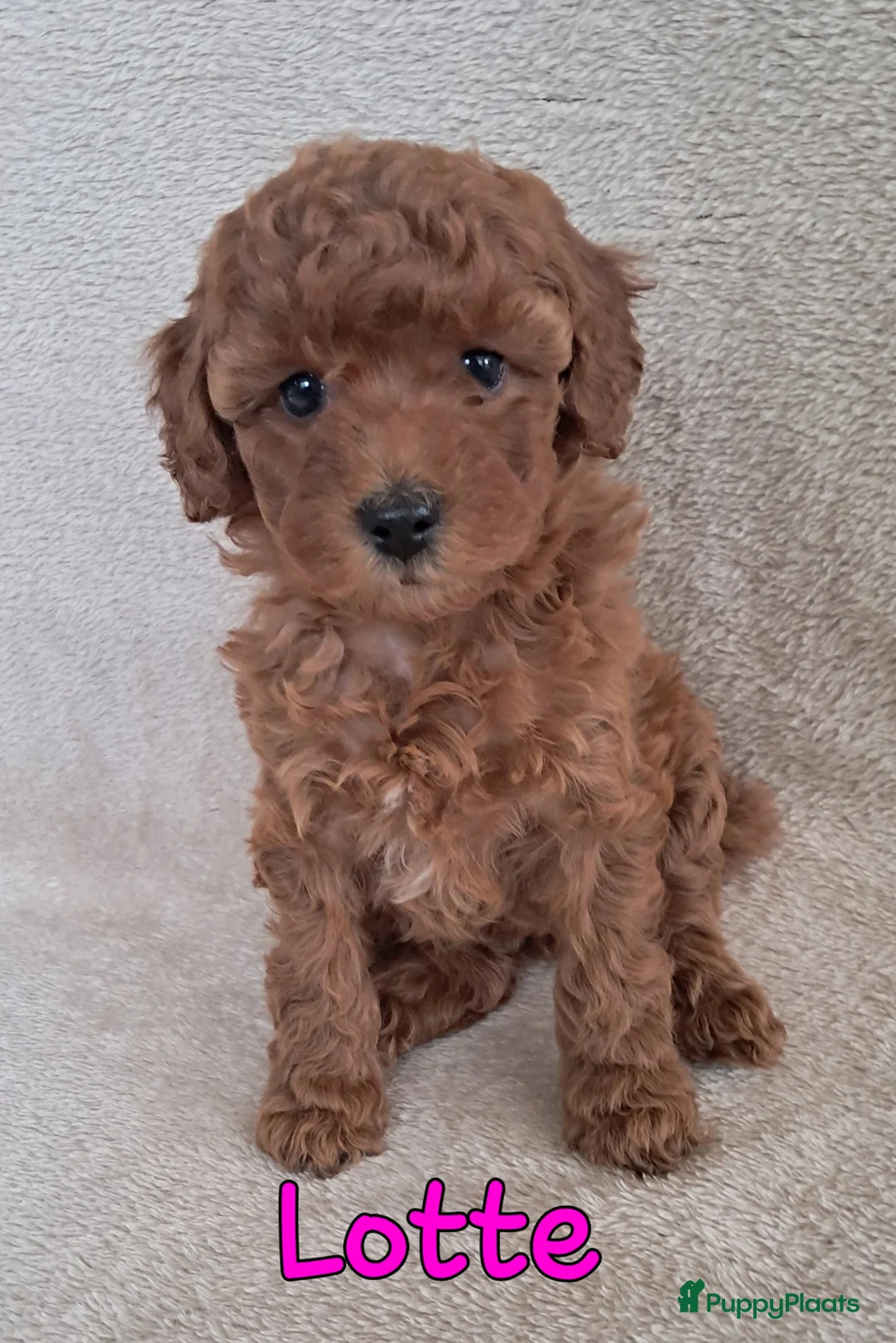 Labradoodle honden te koop: F1b mini doodles in Aarlanderveen - Advertentie 1