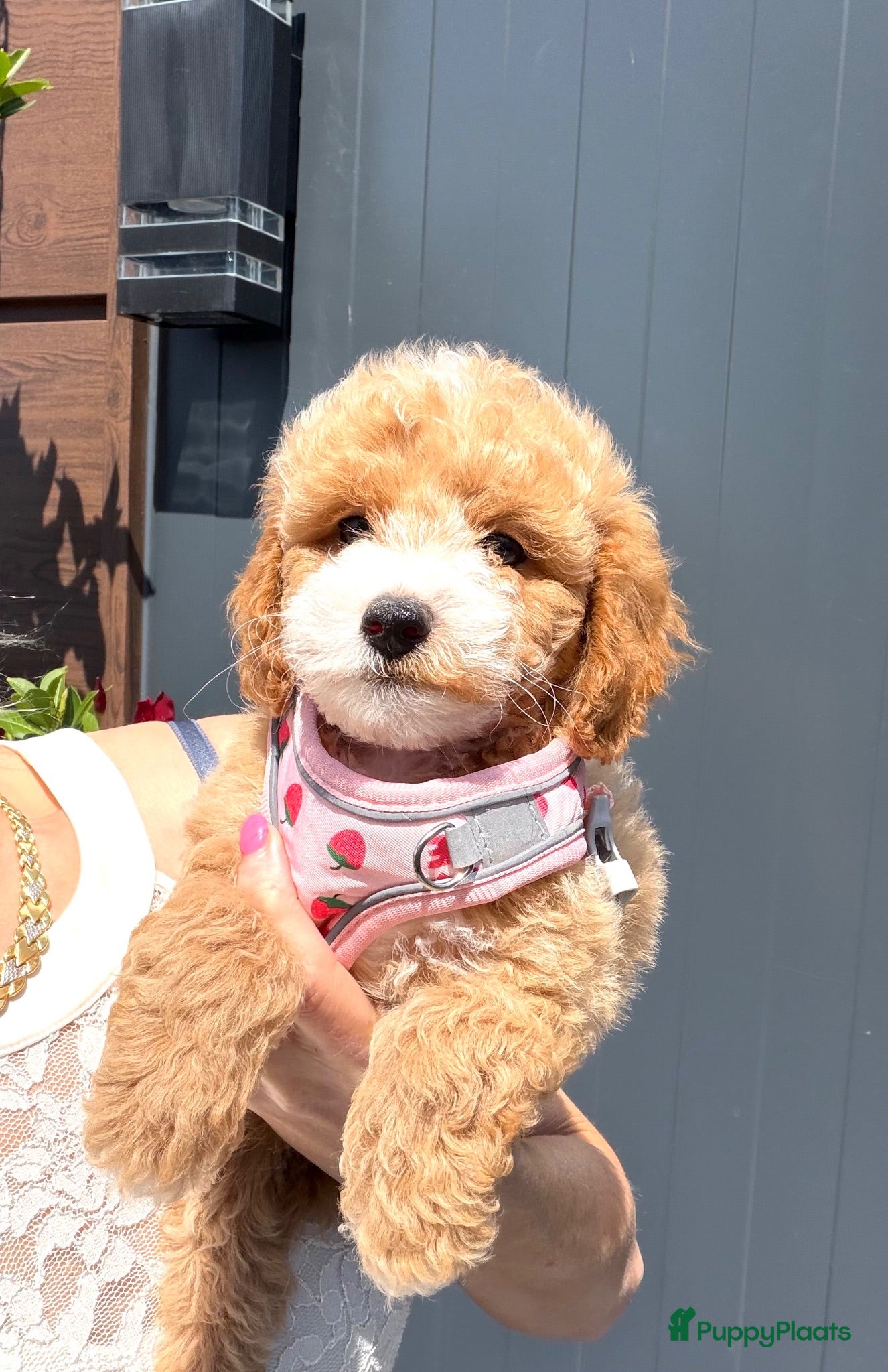 Maltipoo honden Te reserveren prachtige Maltipoo bij ons geboren  - Advertentie 4