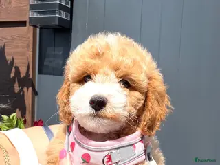 Maltipoo honden Te reserveren prachtige Maltipoo bij ons geboren - Advertentie 4