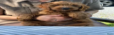 Australian Labradoodle 3