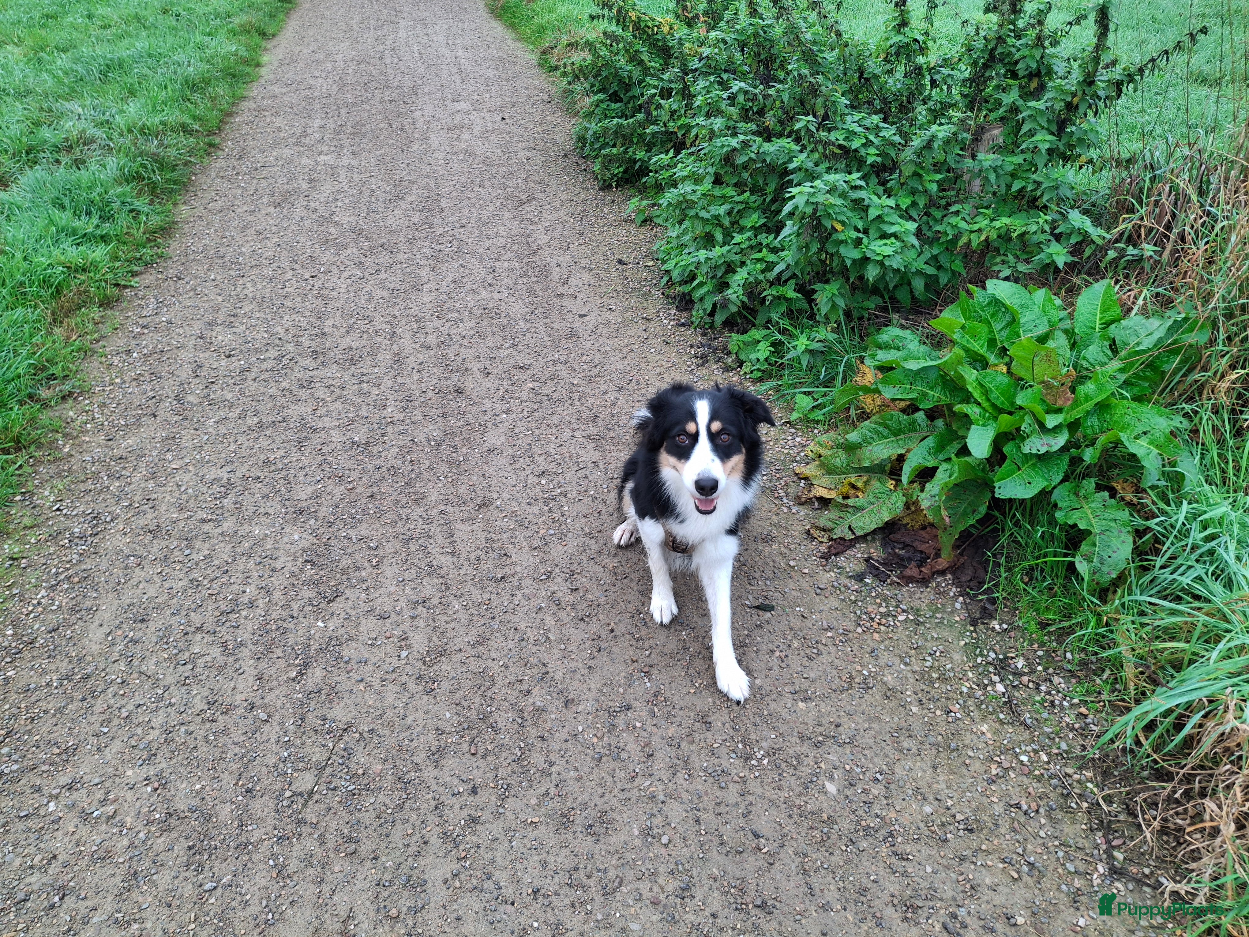 Australian Shepherd honden Bordecolie australian shepherd  - Advertentie 11