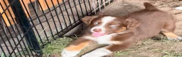 Australian Shepherd honden te koop: Mooie Australian Shepherd pups - Advertentie 7