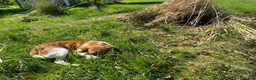 Kooikerhondje honden te koop: Prachtige kooikerpups - Advertentie 6