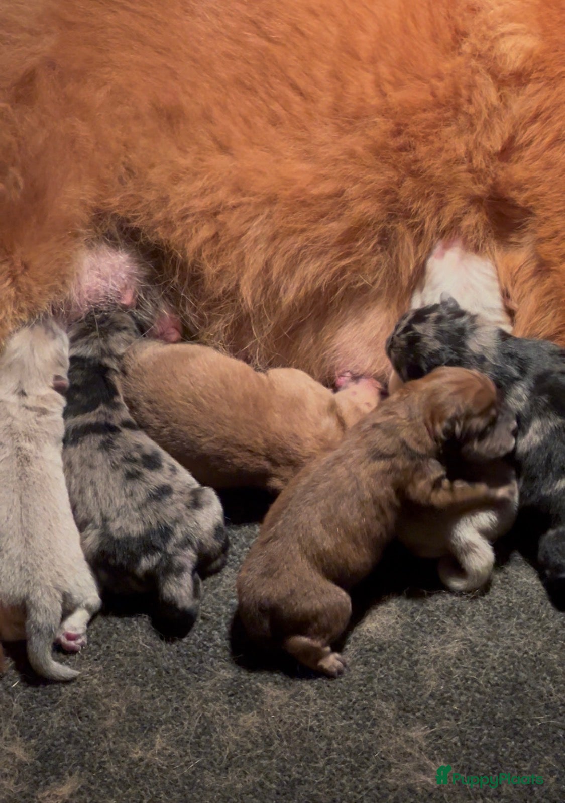 Chow Chow honden Chow Chow pups - Advertentie 1