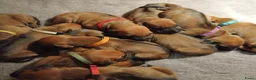 Rhodesian Ridgeback honden te koop: Rhodesian Ridgeback pups met stamboom  in Apeldoorn - Advertentie 7