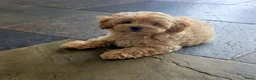 Maltipoo honden te koop: Mooie Lieve Maltipoo Maltezer / toypoedel pups - Advertentie 13