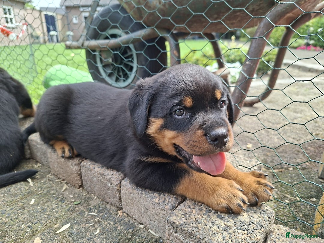 Rottweiler honden te koop: Raszuivere rottweiler pups te koop  - Afbeelding 13