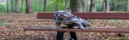Franse Bulldog honden te koop: Nestaankondiging  - Advertentie 4
