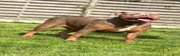 Amerikaanse Bully honden te koop: American Bully pups  - Advertentie 1