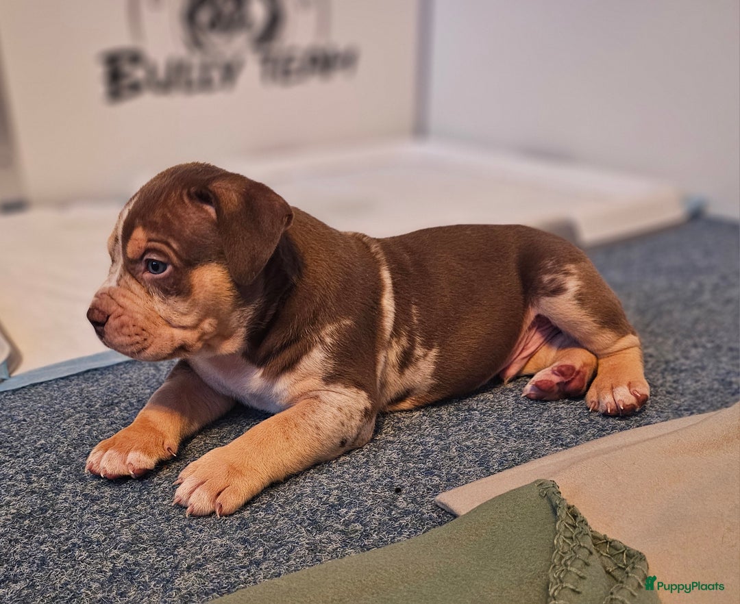 Amerikaanse Bully honden te koop: Pups Bully XL beide ouders kampioen - Advertentie 13