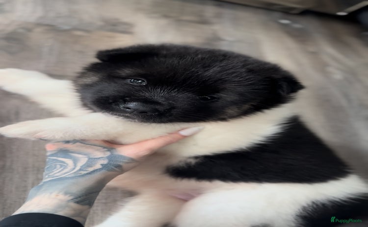 American Akita honden - Advertentie 15