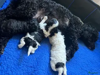 Dwergpoedel honden Dwergpoedel harlekijn zwart/wit - Advertentie 4