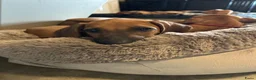 Rhodesian Ridgeback honden te koop: 10 prachtige Rhodesian Ridgeback pups te koop - Advertentie 2