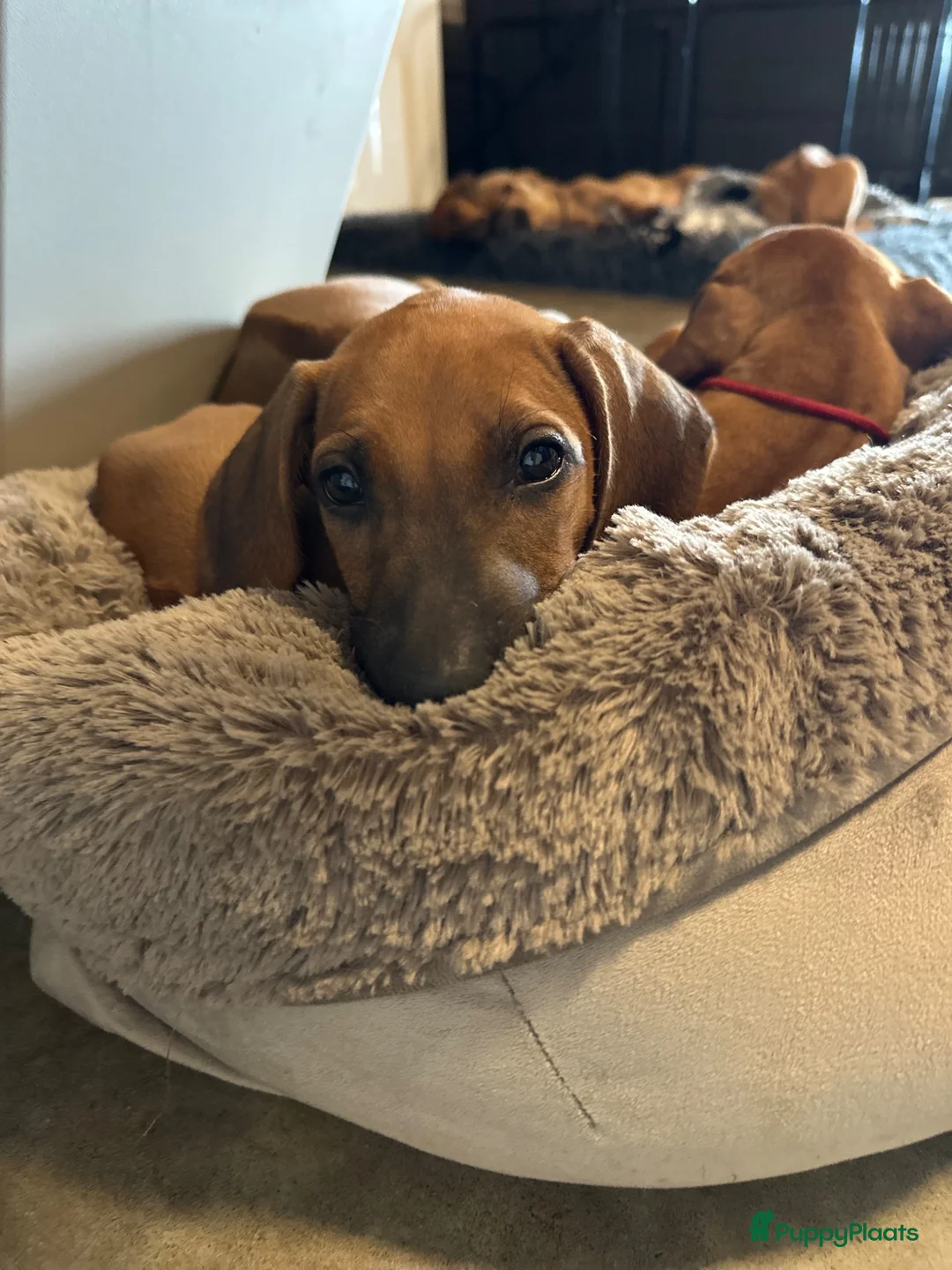 Rhodesian Ridgeback honden te koop: 10 prachtige Rhodesian Ridgeback pups te koop - Advertentie 2