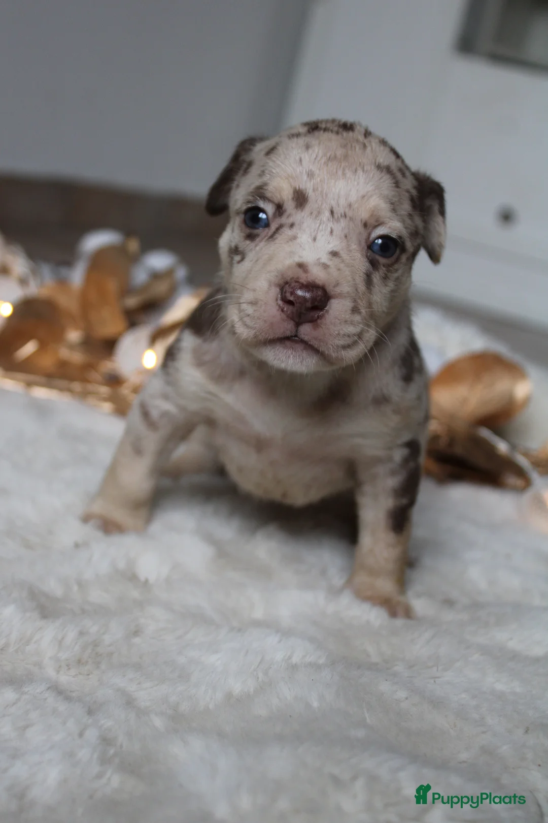 Amerikaanse Bully honden te koop: American Bully pups Abkc België  - Advertentie 20