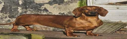 Teckel (korthaar)  honden te koop: Prachtige teckelpupjes  - Advertentie 8