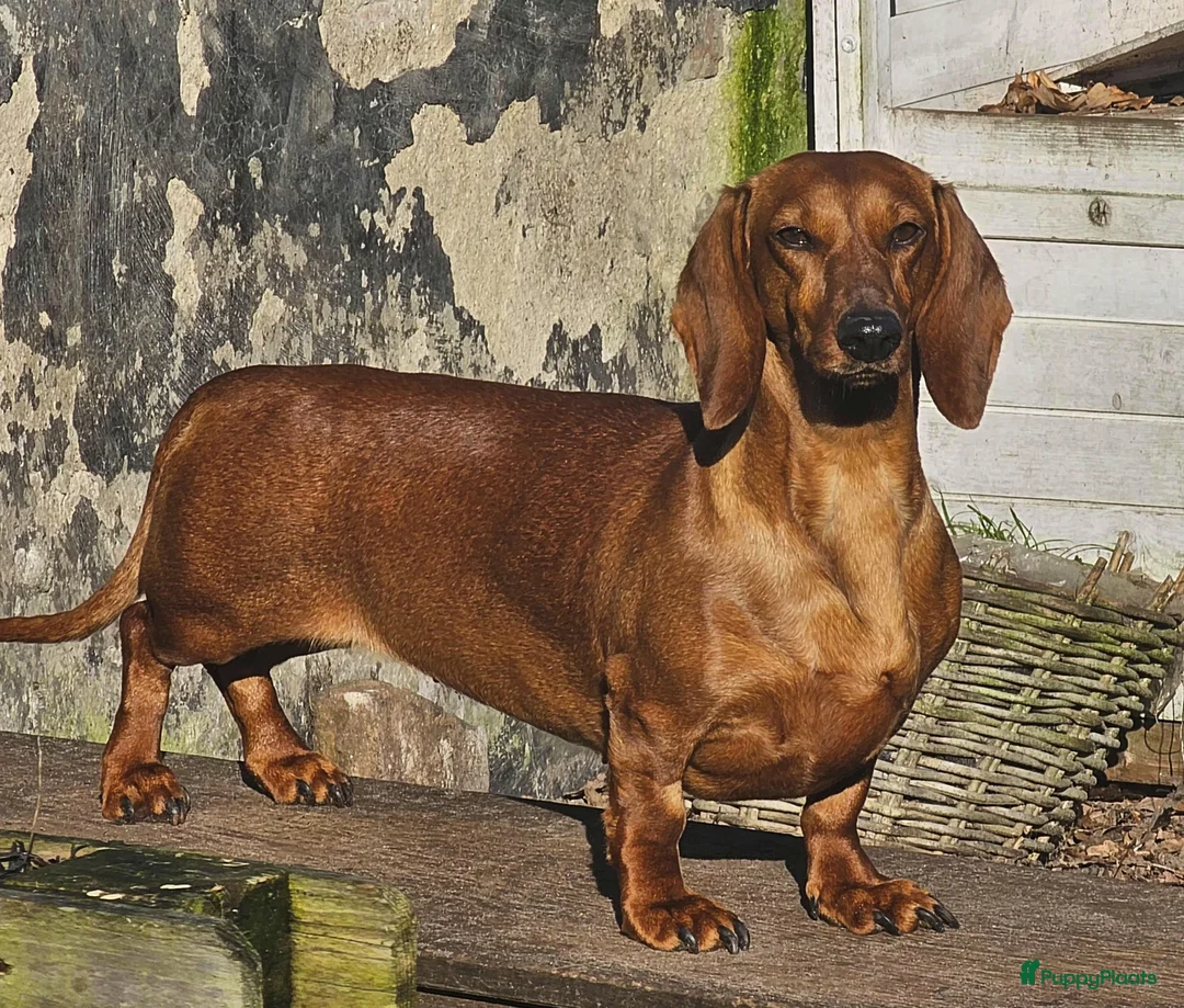 Teckel (korthaar)  honden te koop: Prachtige teckelpupjes  - Advertentie 8