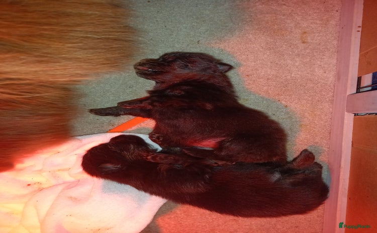 Pomeriaan honden - Advertentie 2