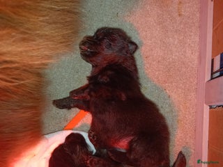 Pomeriaan honden Mooie 100%pomeriaan pups - Advertentie 3