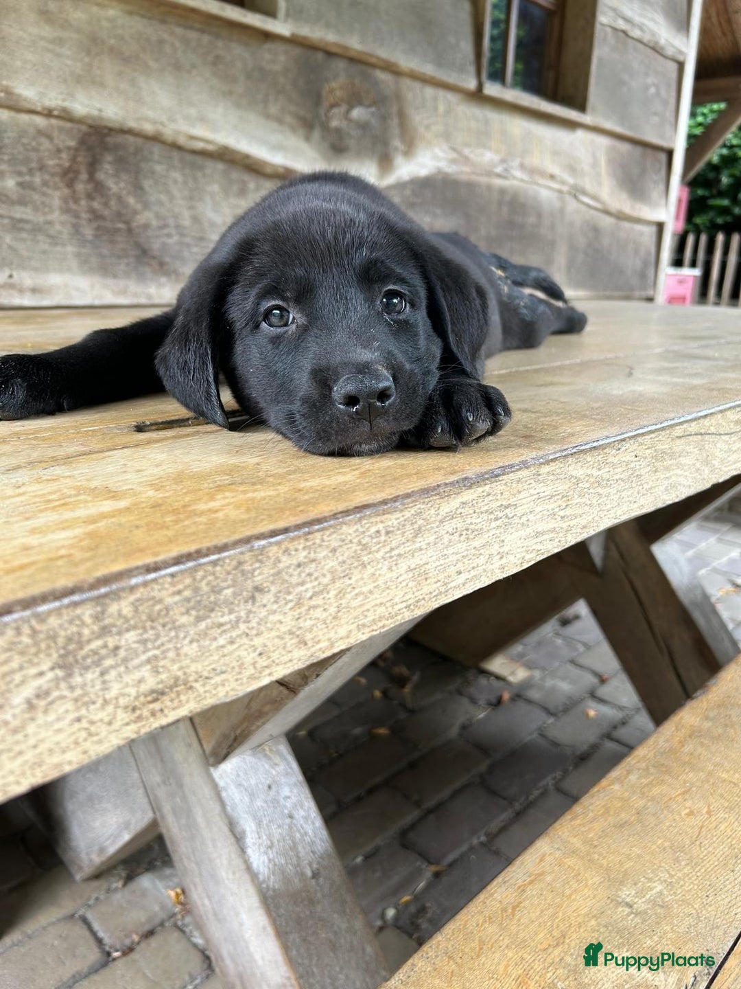 Labrador Retriever honden te koop: Te koop prachtige labrador x mechelse Herder pups - Afbeelding 5