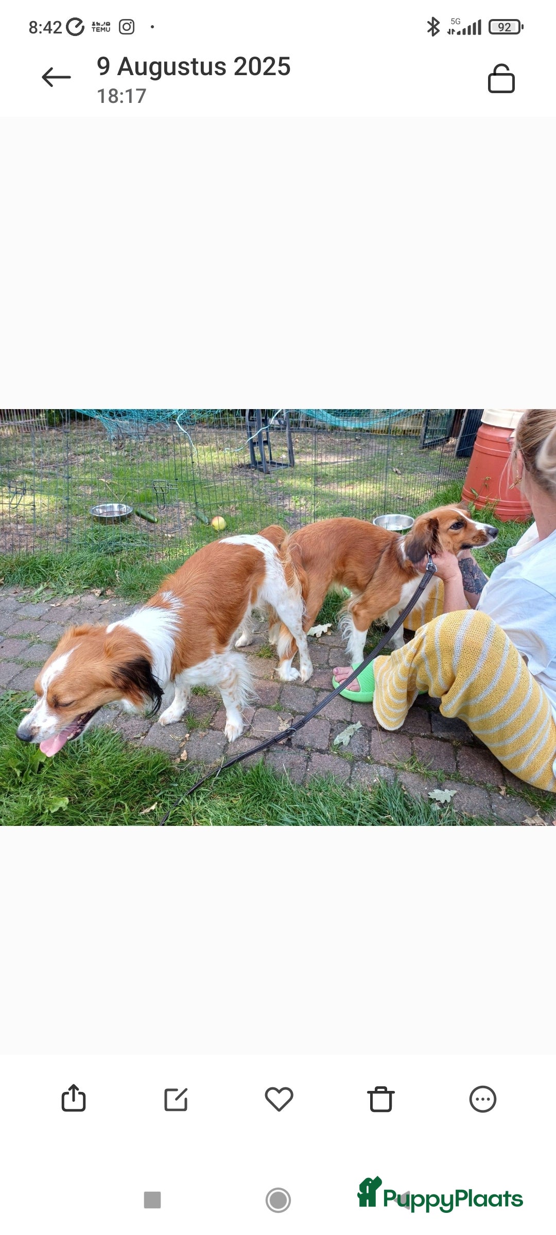 Kooikerhondje honden te koop: 8 week oude kooikerpups op zoek naar warm thuis. - Advertentie 21