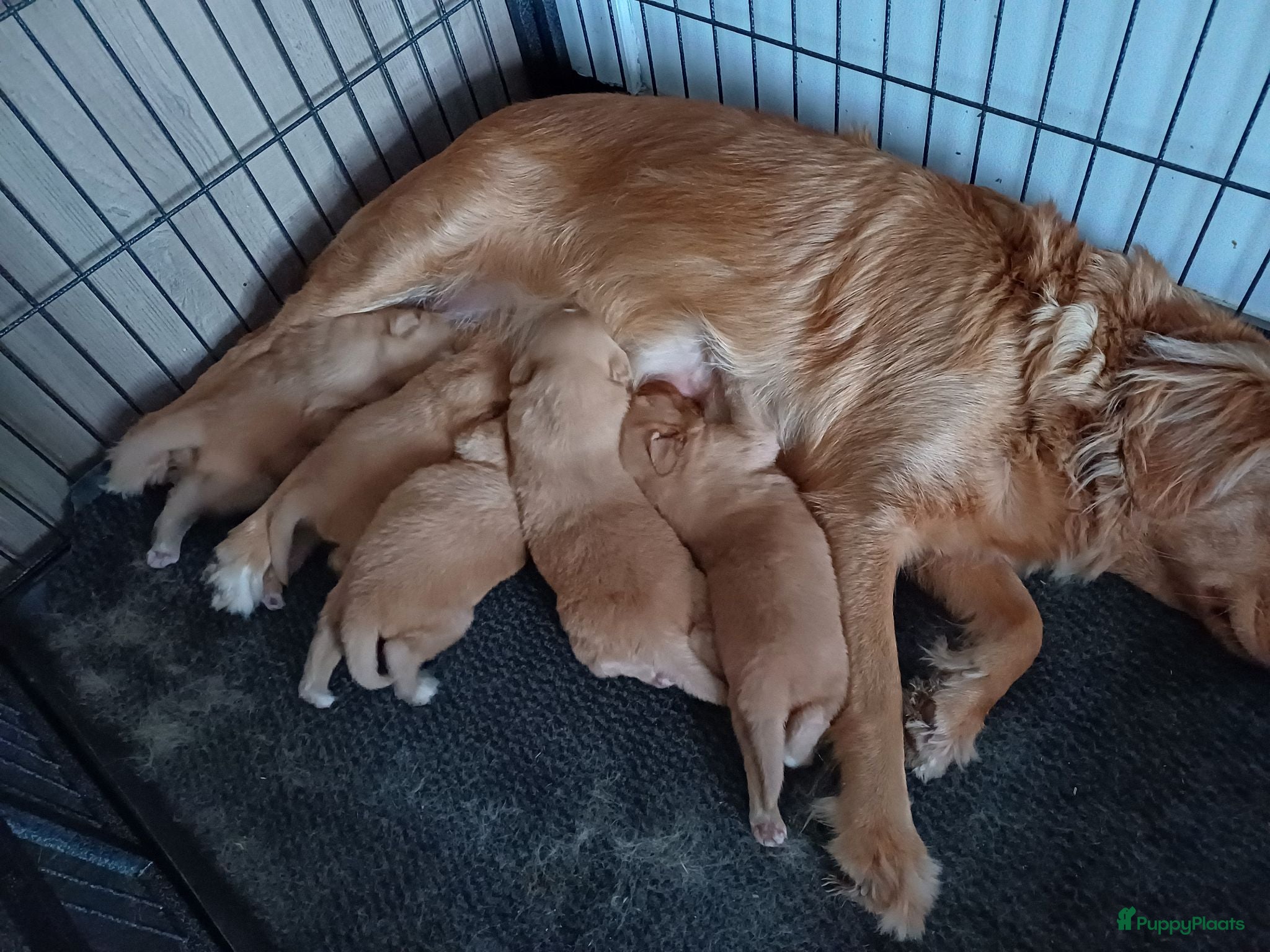 Nova Scotia Duck Tolling Retriever honden Nova scotia duck tolling retriever pups - Advertentie 2