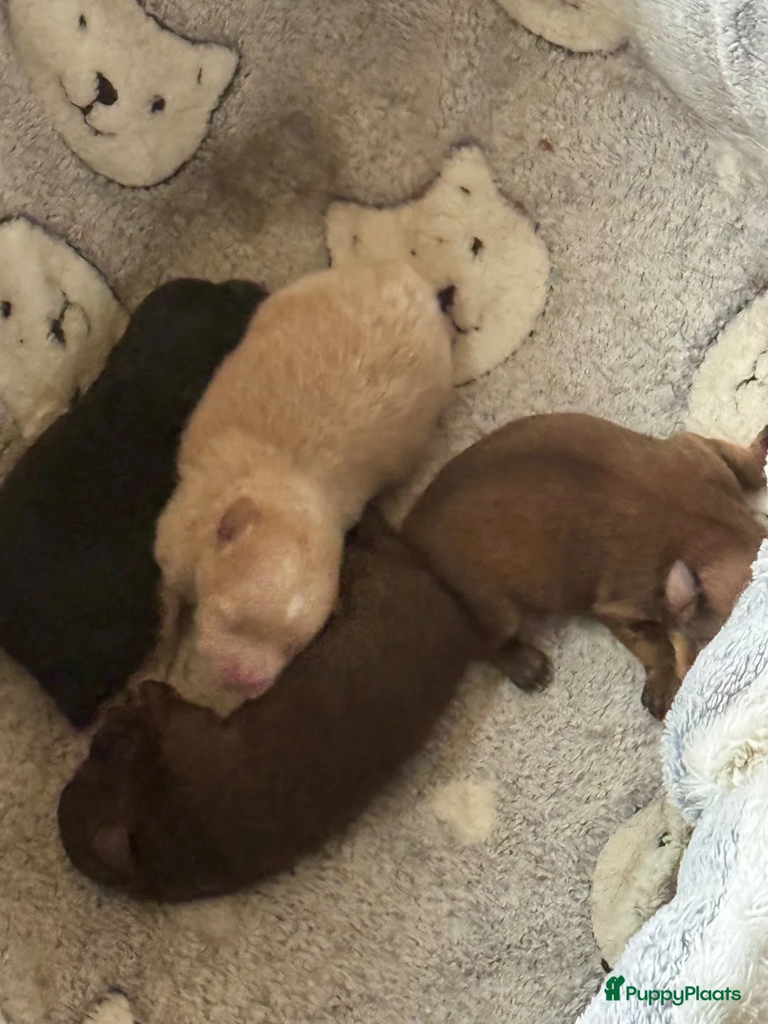 Pomeriaan honden te koop: 4 mooie pups in huis opgegroeid met de mama  in Stiens - Advertentie 3