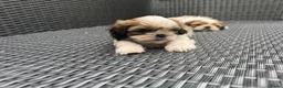 Shih Tzu honden te koop: drie raszuivere reutjes 7 weken oud 🐶 - Advertentie 7