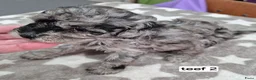 Dwergpoedel honden te koop: Mooie dwergpoedel pups - Advertentie 5
