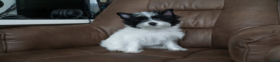 Yorkshire Terriër Puppy 3
