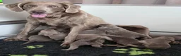 Weimarse Staande Hond langhaar honden te koop: Weimaraner Langhaar Pups met Stamboom - Advertentie 10