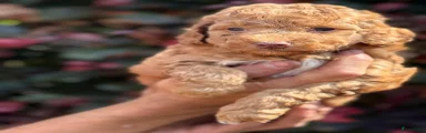 Labradoodle 1 Chip