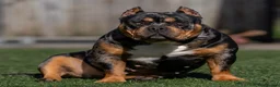 Amerikaanse Bully honden te koop: American Bully pocket pups (verwacht) - Advertentie 1