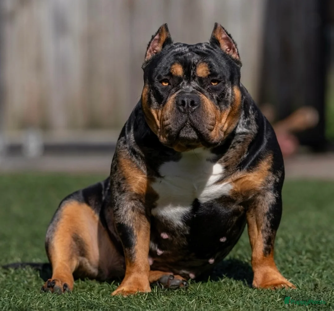 Amerikaanse Bully honden te koop: American Bully pocket pups (verwacht) - Advertentie 1