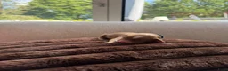 Australian Labradoodle honden te koop: Prachtig nestje Australian Labradoodles  - Advertentie 8