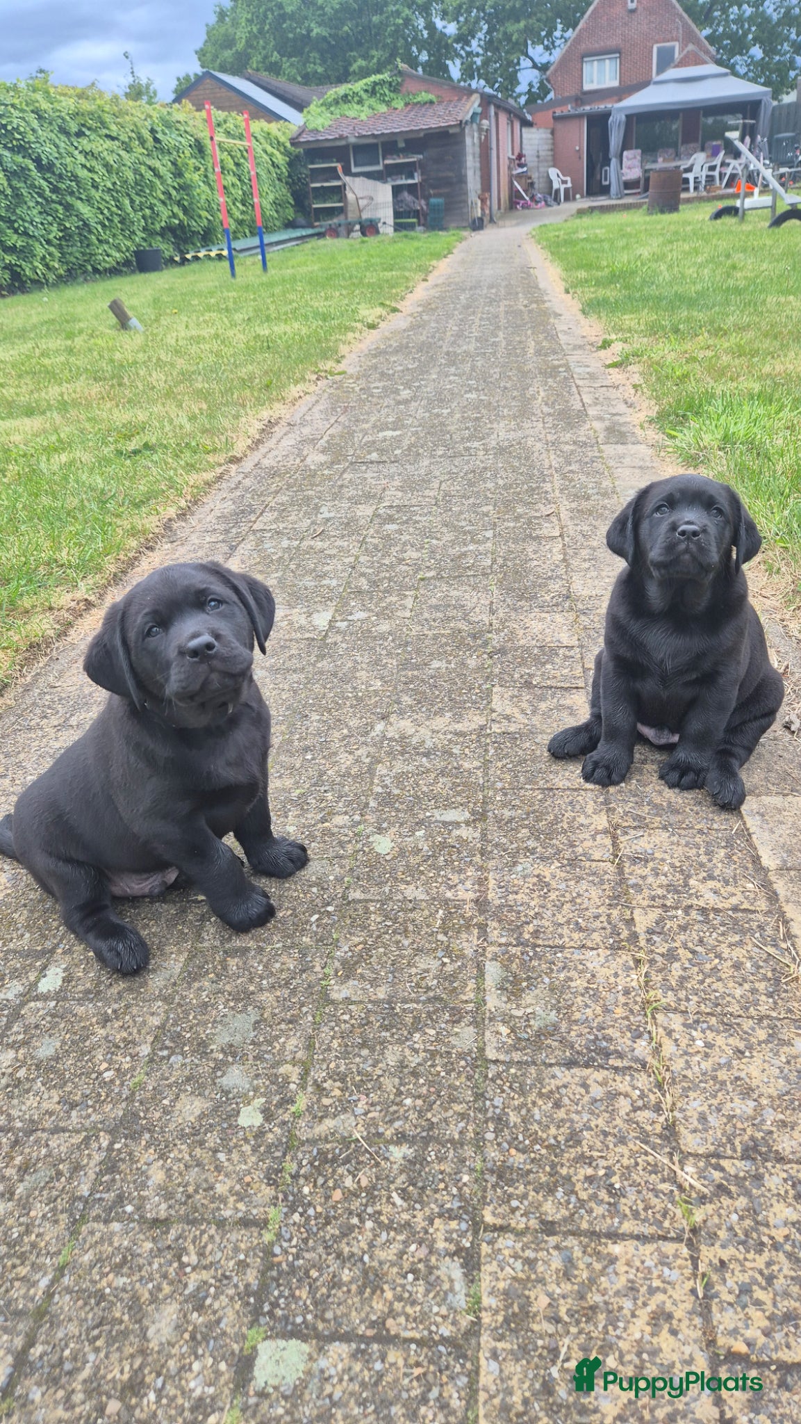 Labrador Retriever honden te koop: Labrador pup met stamboom - Advertentie 2
