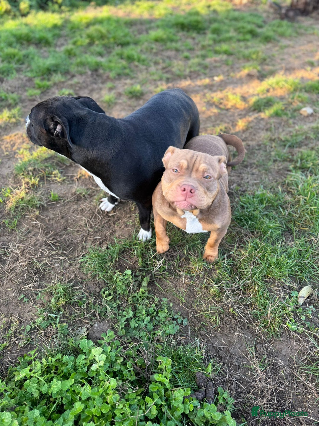 Amerikaanse Bully honden ter adoptie: American pocket bully  - Advertentie 7