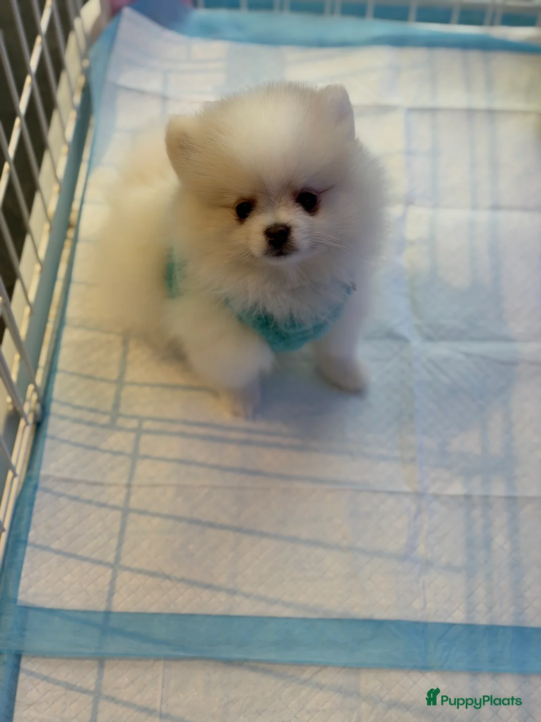 Pomeriaan honden te koop: Mooiste raszuivere pomeranian pomeriaan pups - Advertentie 3