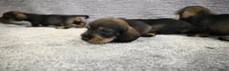 Ruwhaar Teckel honden te koop: Ruwhaar Dwerg/Kaninchen teckel pups met stamboom. - Advertentie 4
