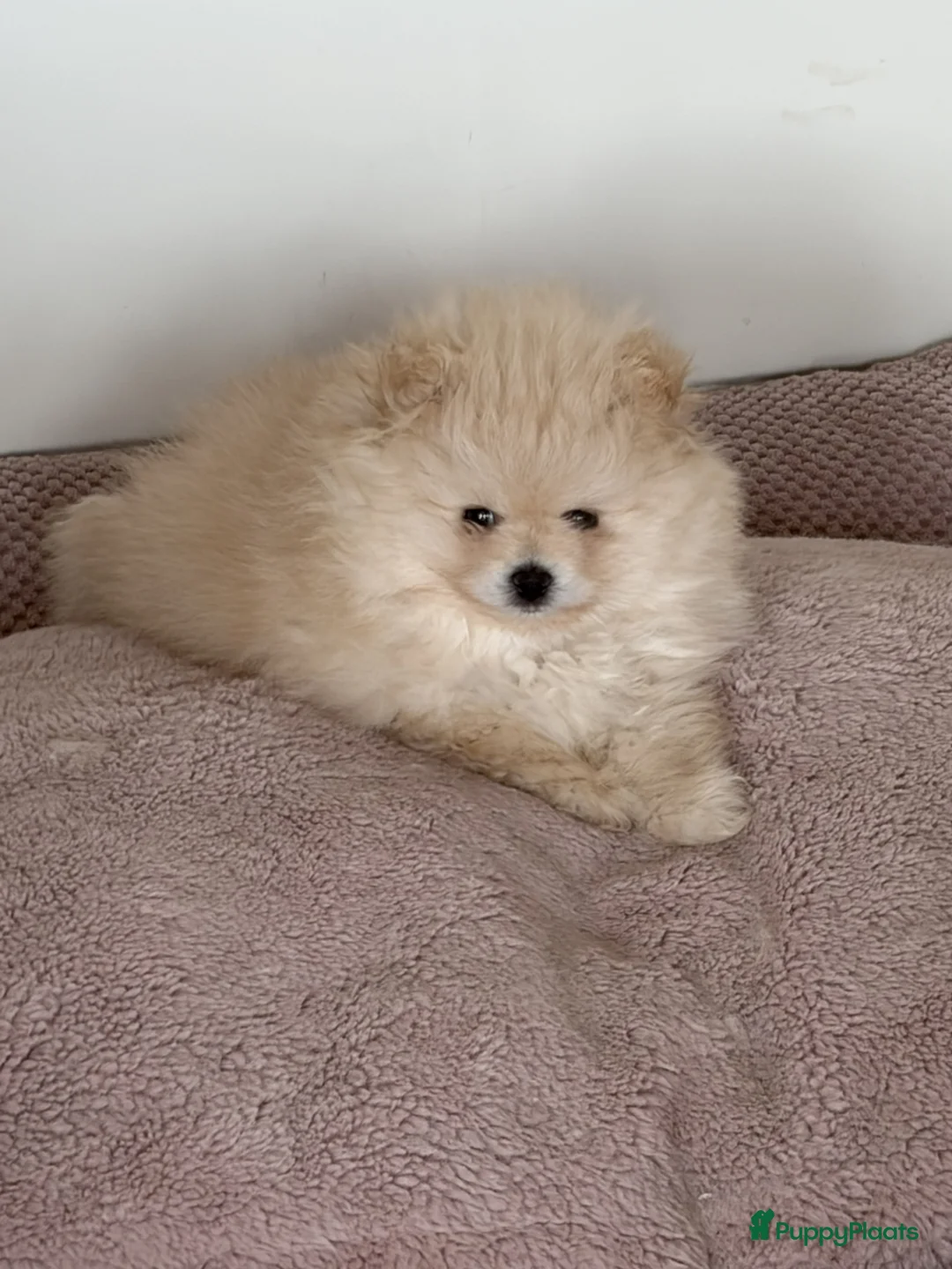 Pomeriaan honden te koop: Pomeriaan Reu - Advertentie 2