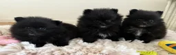 Pomeriaan honden te koop: Mooie kleine zwarte pomeranians/dwergkees pups - Advertentie 5