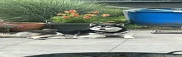 Kruising honden te koop: Gerberian shepsky’s pups in Philippine - Advertentie 8