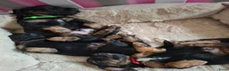 Teckel (langhaar) honden te koop: Prachtige Black en Tan pups - Advertentie 3