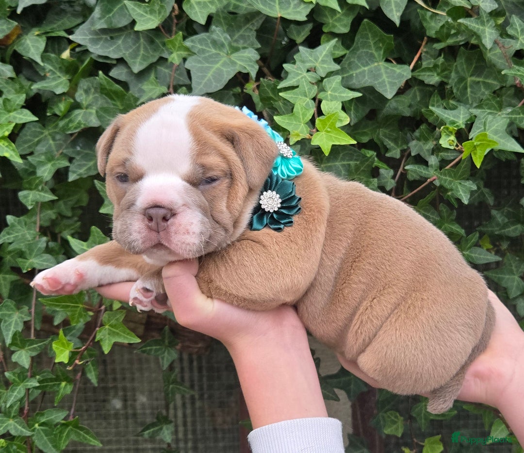 Old English Bulldog honden te koop: Old english bulldog pup mag nest verlaten  - Advertentie 7