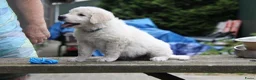 Kuvasz honden te koop: **Bijzondere Kuvasz pups uit een droomcombinatie** - Advertentie 17