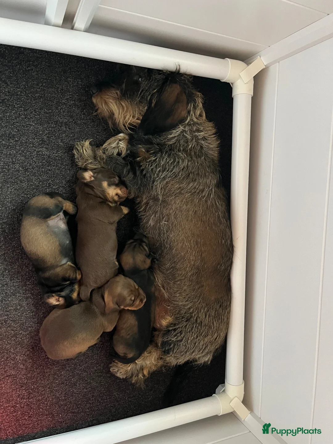 Ruwhaar Teckel honden te koop: Teckel ruwhaar standaard pups FCI-stamboom in Valkenswaard - Advertentie 2