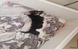 Jack Russel Terriër honden te koop: Lieve jack russel pups - Afbeelding 9