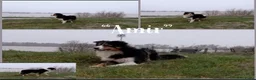 Border Collie honden te koop: Prachtige, raszuivere Border Collie puppy's - Advertentie 4