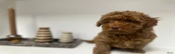 Poedel Toy honden te koop: Toy poedel pups mogen 25 mei uitvliegen - Advertentie 14