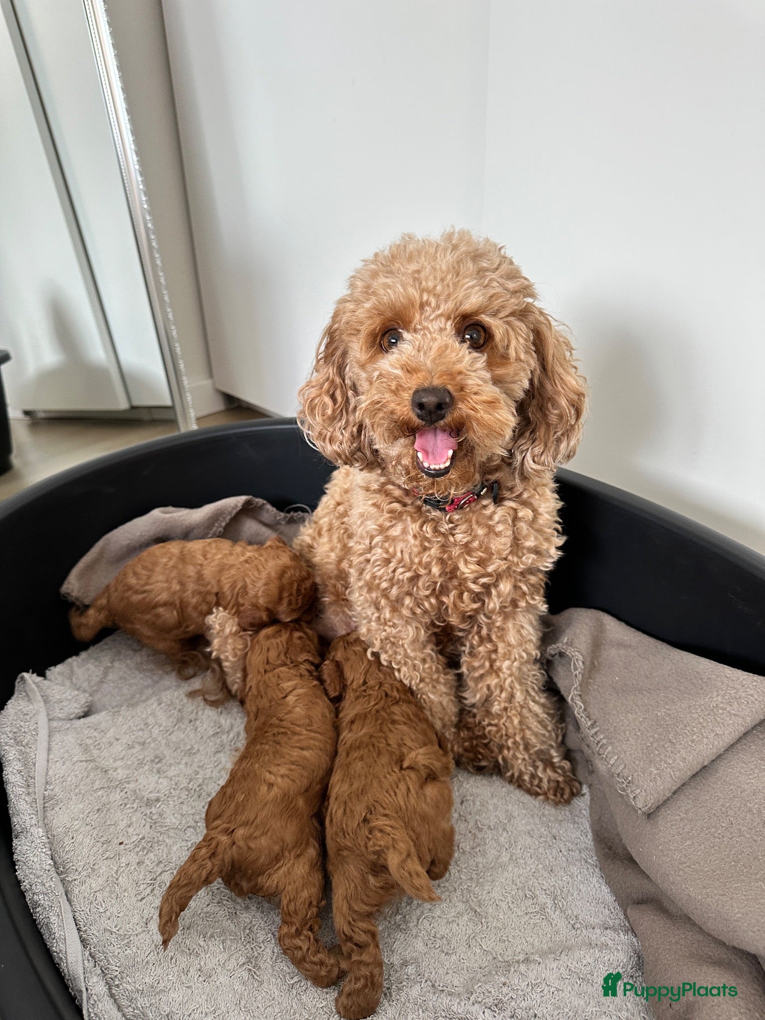 Poedel Toy honden Red/apricot toy poodle puppies  - Advertentie 11
